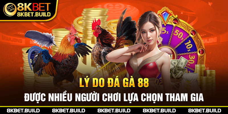 Lý do đá gà 88 được nhiều người chơi lựa chọn tham gia