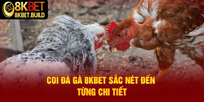 Coi đá gà 8KBET sắc nét đến từng chi tiết