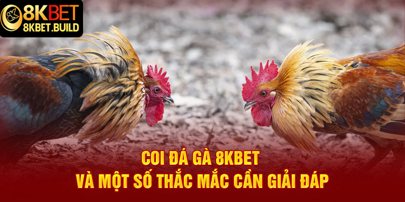 Coi đá gà 8KBET và một số thắc mắc cần giải đáp